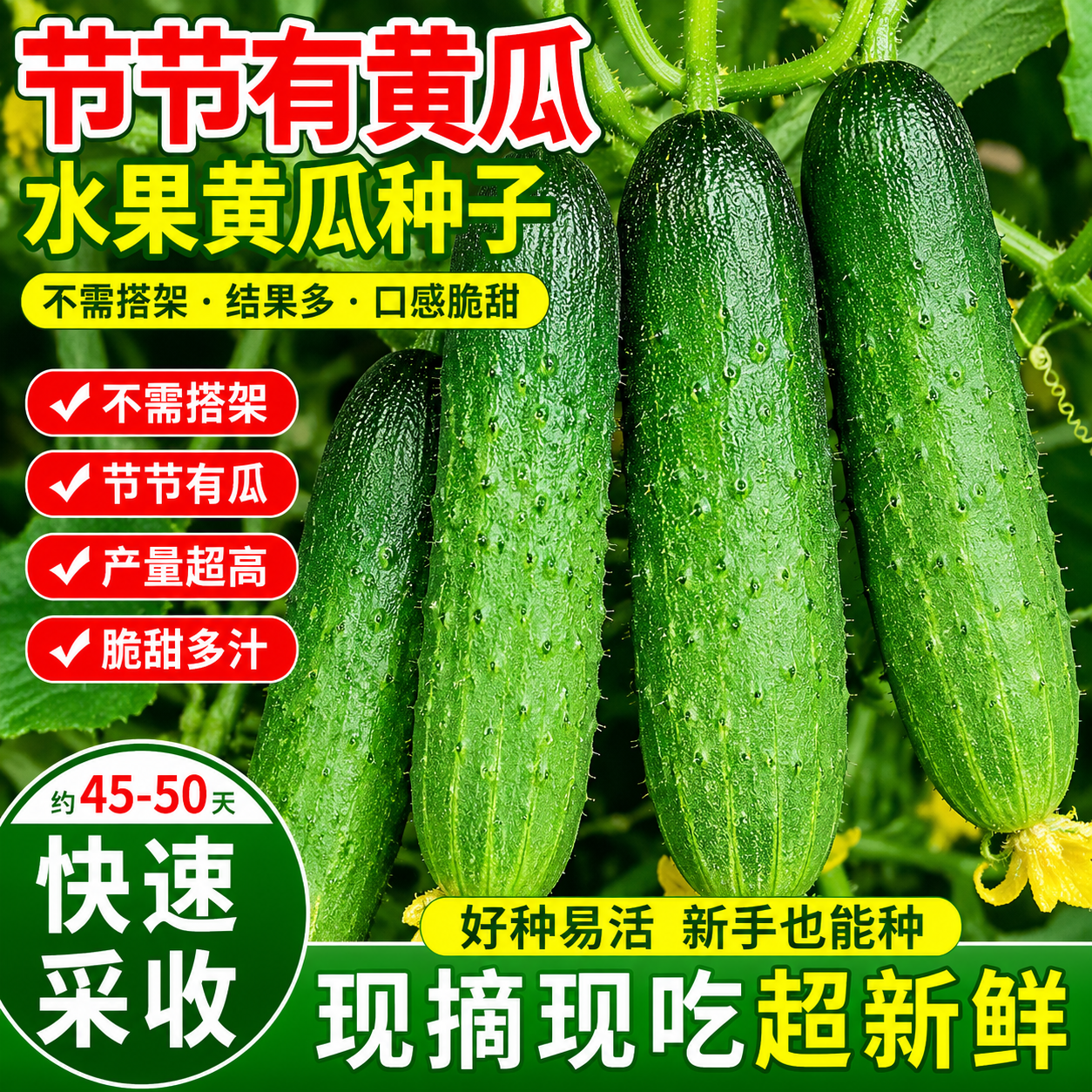 水果黄瓜种子摘不败节节有瓜阳台盆栽高产早熟四季播种小黄瓜种籽