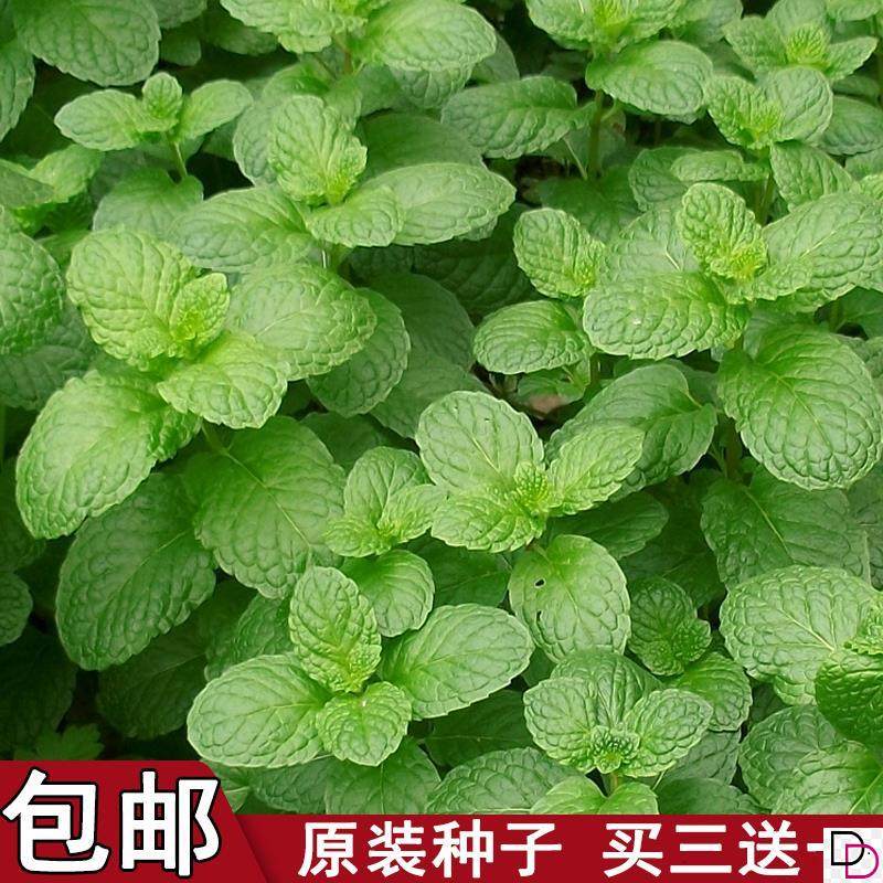 可食用薄荷种子盆栽花种籽子植物种孑四季开花易活花卉室内花种子