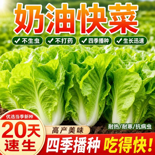 奶油快菜种子种籽四季小白菜蔬菜青菜菜种孑子籽种大全白莱快菜种