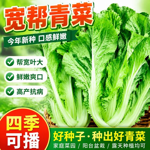 四川宽帮青菜种子高产泡菜腌制