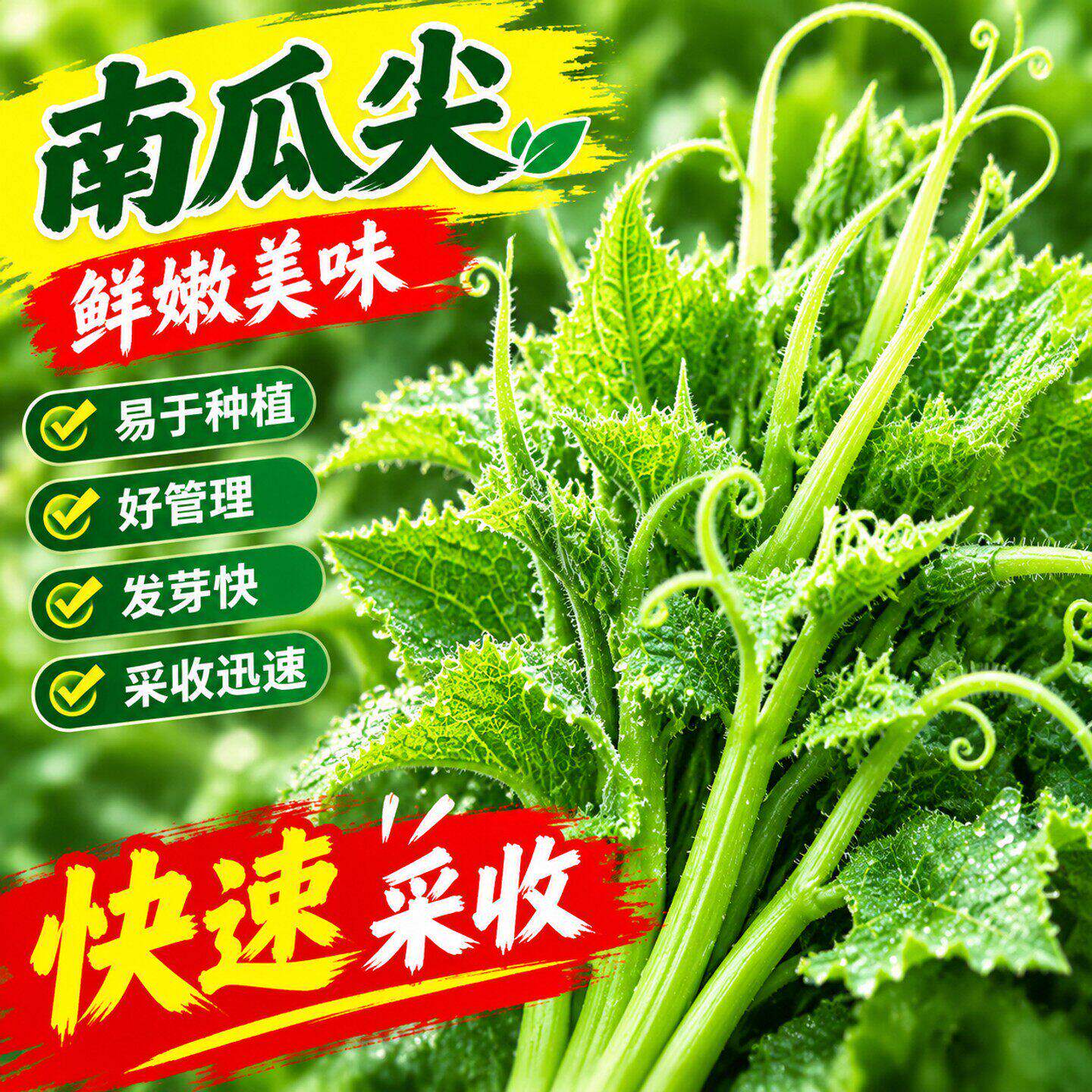 南瓜尖种子专吃茎嫩叶南瓜藤芽苗菜阳台盆栽田园四季特色蔬菜种籽