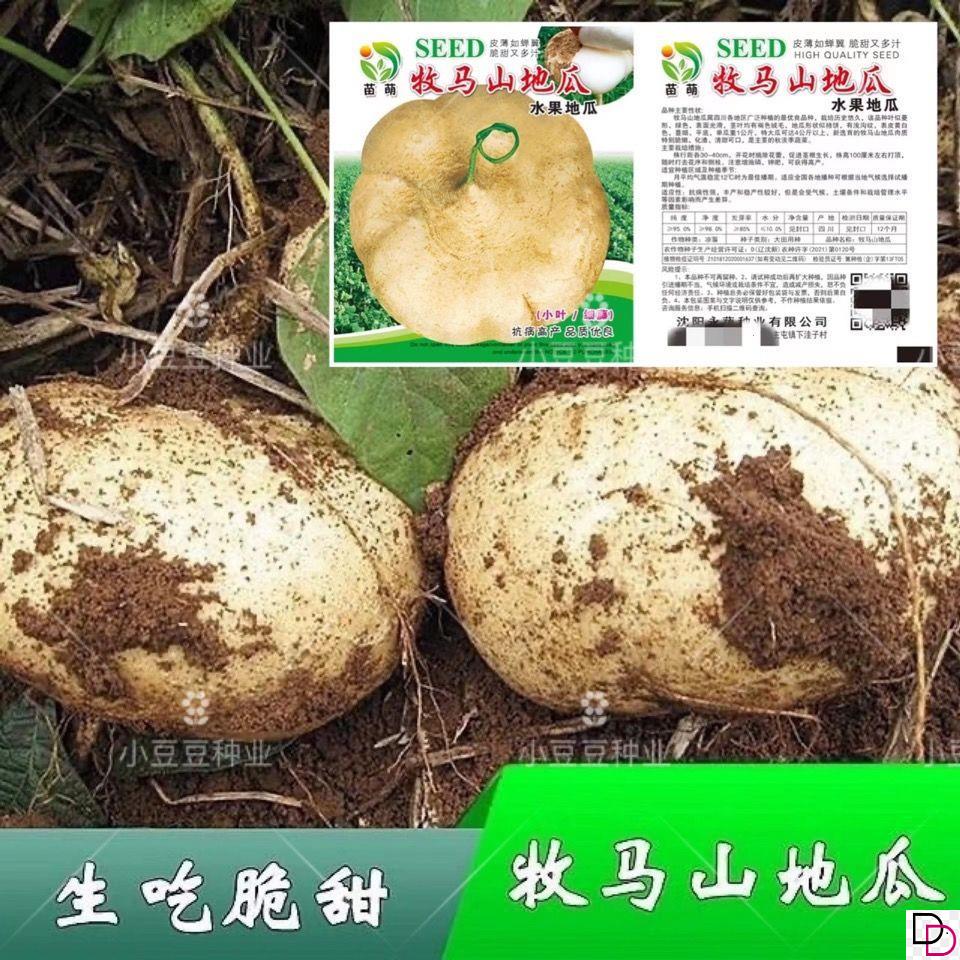牧马山地瓜种籽早熟高产凉薯种子水果沙葛凉瓜土瓜种农家蔬菜种孑