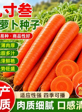 红芯九寸叁胡萝卜种子北方水果胡萝卜籽农家田园盆栽秋冬蔬菜种孑