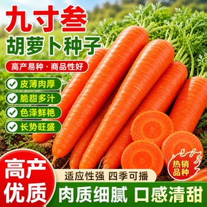 红芯九寸叁胡萝卜种子北方水果胡萝卜籽农家田园盆栽秋冬蔬菜种孑