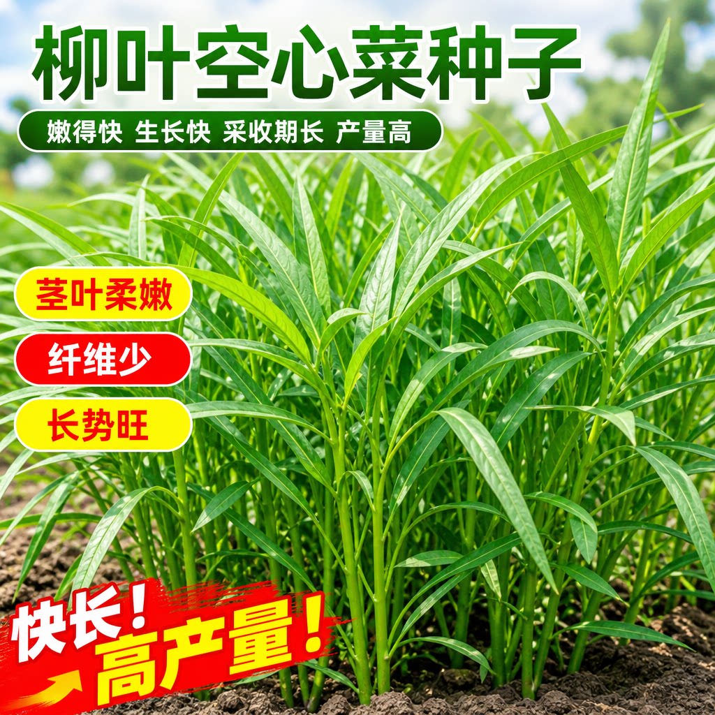 柳叶空心菜种子四季播青菜种籽蔬菜种孑蕹菜阳台盆栽春季秋季菜籽