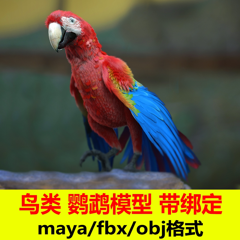 maya高写实鸟类鹦鹉绑定骨骼肌肉3d模型有控制器turbosquid c103