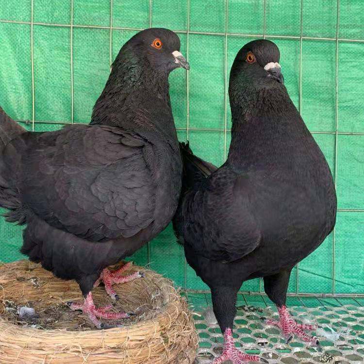 纯巨型大体元宝鸽子公斤鸽鸽子活物一对正宗大型肉鸽观赏活体宠物