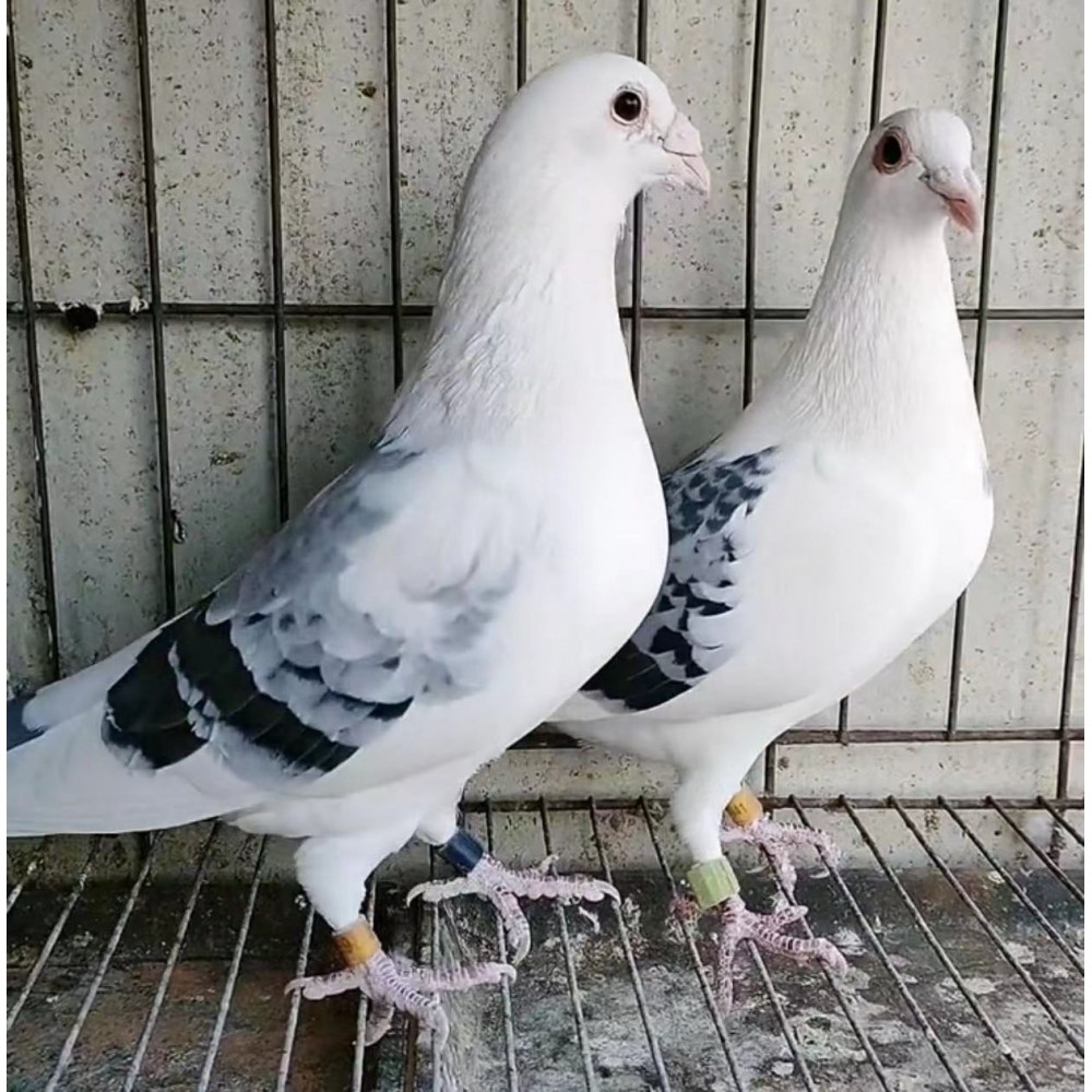 公棚桑杰士赛鸽种鸽活体一对花蝴蝶信鸽可孵化受精蛋成绩鸽血统鸽
