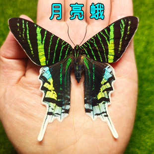 月亮蛾蝴蝶标本罕见原蝶展示框摆件挂画装饰画男女友礼物