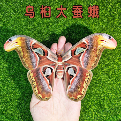 乌桕大蚕蛾巨大的蛾之一稀有原蛾