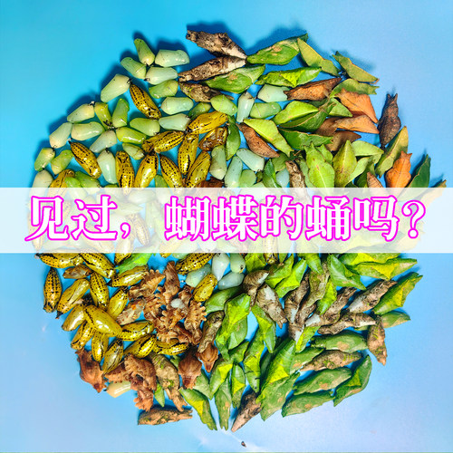 真蝴蝶蛹可孵化无毒上手小宠物