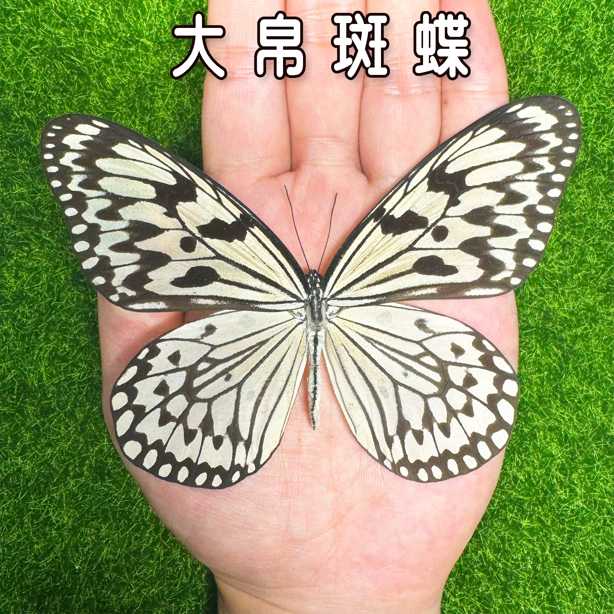 大帛斑蝶标本 未展翅原蝶 展翅标本装饰画 黄金蝴蝶蛹
