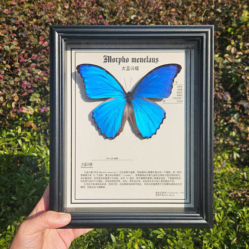 真蝴蝶装饰框大蓝闪蝶天堂凤蝶