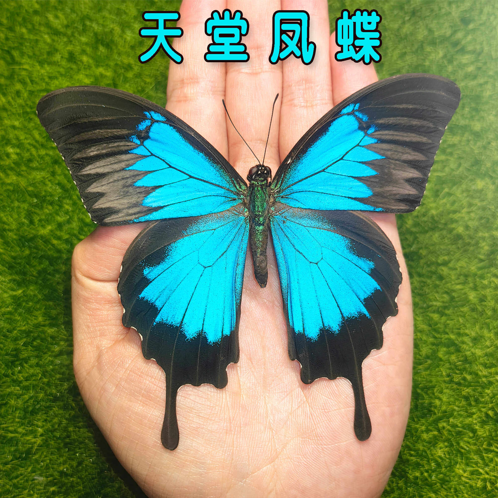 天堂凤蝶澳大利亚 蝴蝶标本摆件 天然真昆虫展翅儿童科普教学礼物