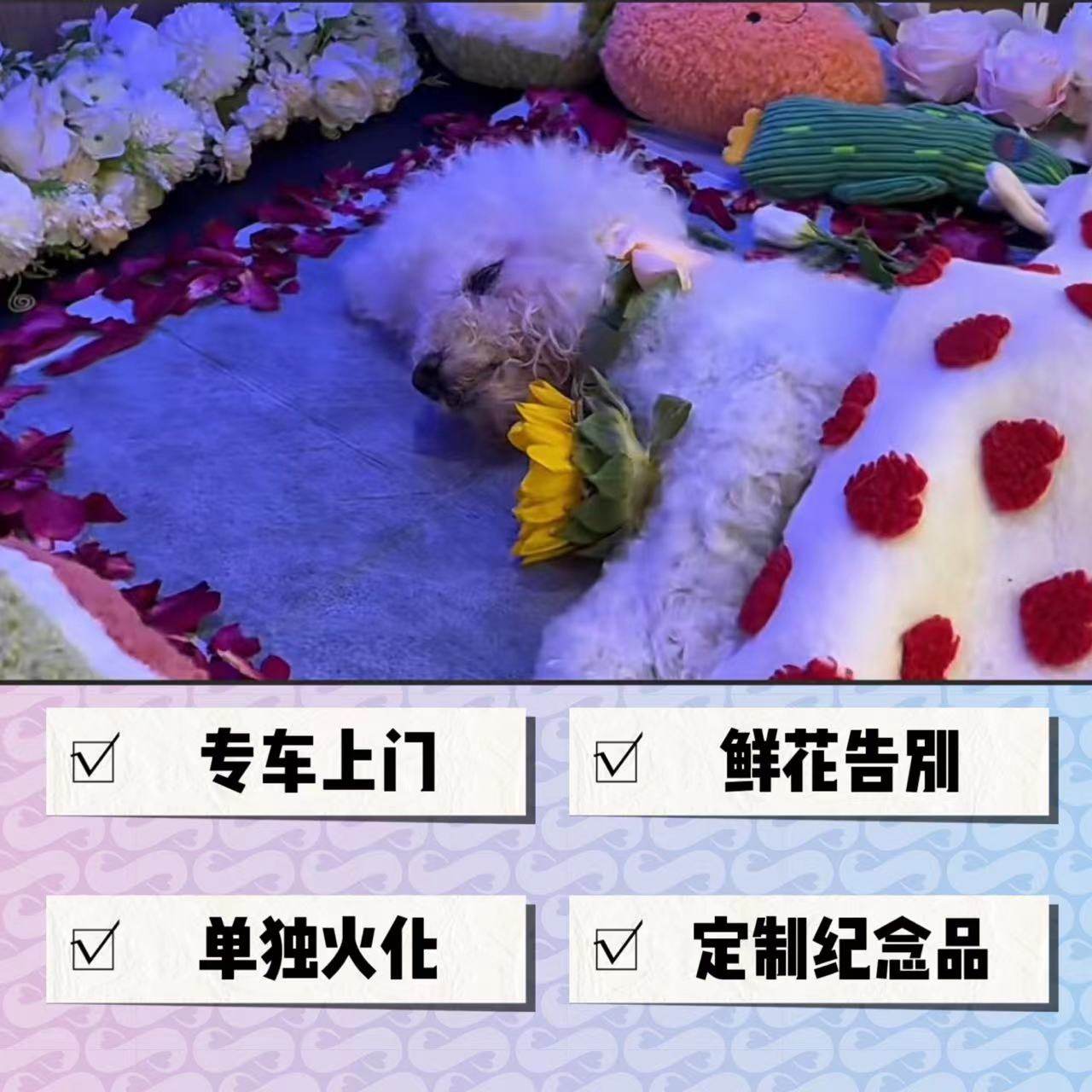 上海宠物火化猫狗单独陪同现场火化留骨灰一条龙墓地彩虹爪印
