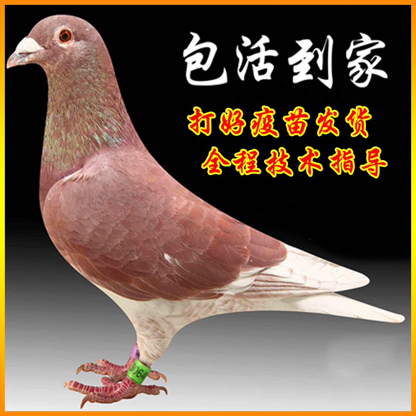 信鸽种鸽子活体活物鸽子活一对公