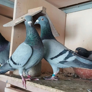 活鸽子活苗一对信鸽瓦灰鸽子家养肉鸽银王鸽雨点蛋鸽青年鸽白鸽子