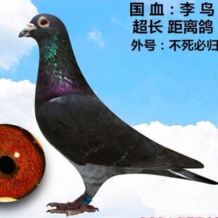 红雨点信鸽信鸽天落鸟活物信鸽幼鸽国血李鸟鸽子信鸽天落桑杰士