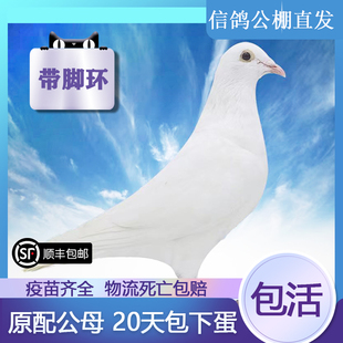 鸽子活一对白色信鸽放飞宠物鸽子活物观赏鸽比赛鸽幼鸽活体原配鸽