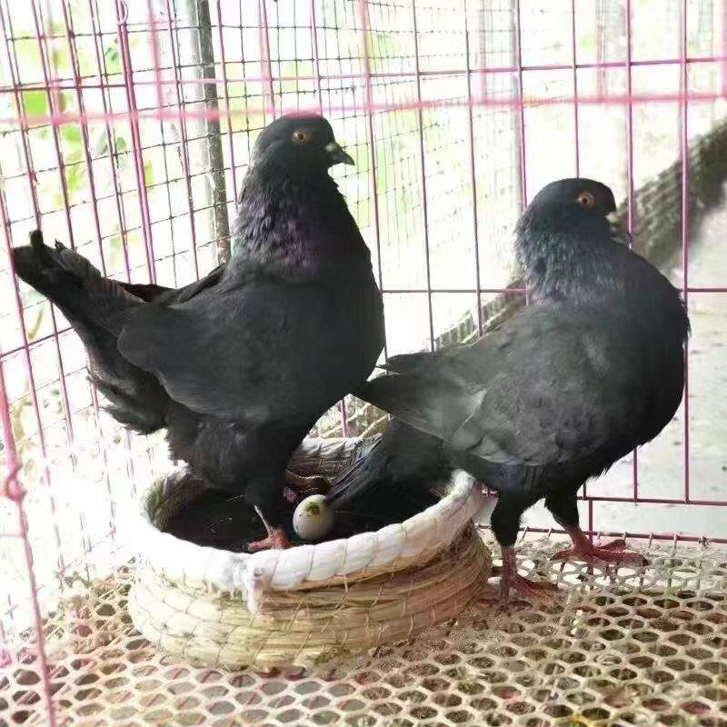 【官方力荐】红落地王鸽子特大肉型种一对受元宝精纯蛋活体物公母