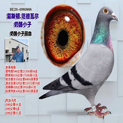 信鸽成绩鸽赛鸽原环种鸽子詹森信