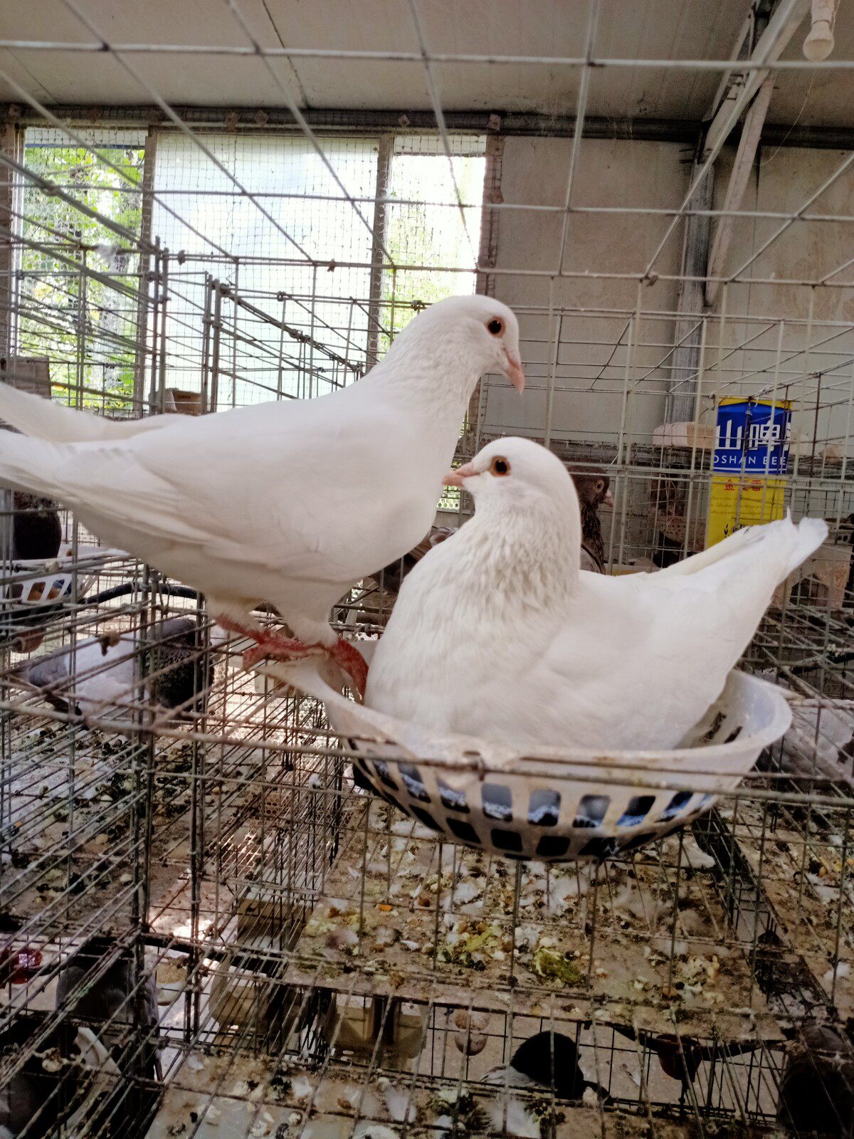 银鸽手帕第4页大山谷图库 