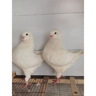 肉鸽观赏鸽正宗元宝鸽子活体包邮包活到家健康发货巨型活体鸽子