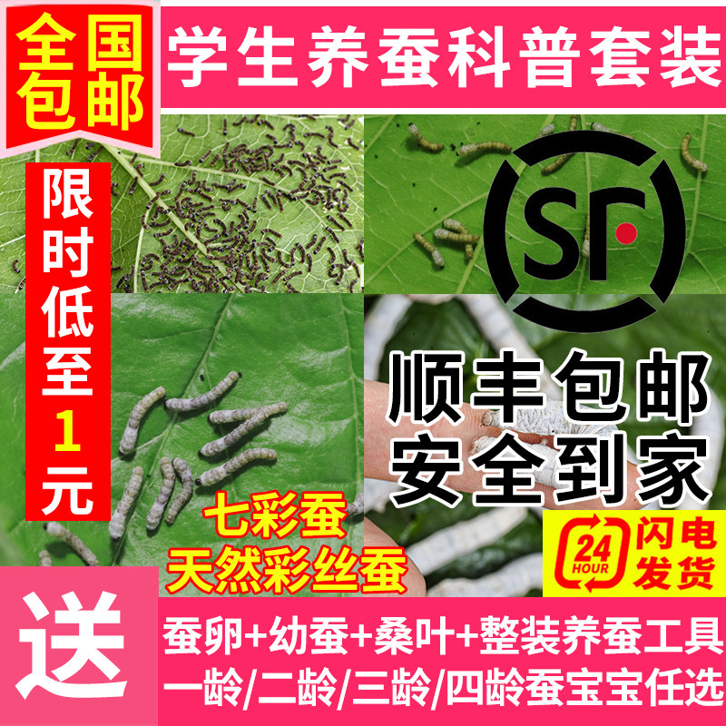 蚕宝宝学生科学养蚕套装观察实验春蚕活体幼蚕1龄234龄送新鲜桑叶