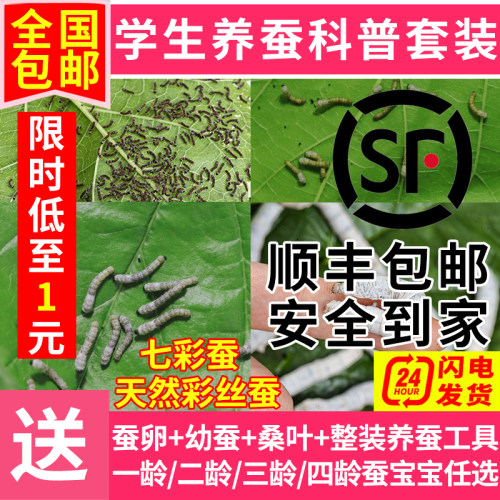 蚕宝宝学生科学养蚕套装观察实验春蚕活体幼蚕1龄234龄送新鲜桑叶