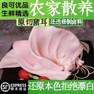 【顺丰包邮】生猪耳朵新鲜无毛土猪耳朵生态散养农家土猪肉猪耳片