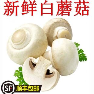 [顺丰包邮】现摘现发新鲜口蘑白蘑菇双胞菇烤口蘑烧烤火锅食材