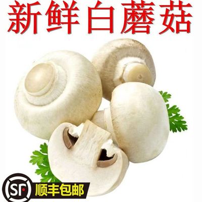 [顺丰包邮】现摘现发新鲜口蘑白蘑菇双胞菇烤口蘑烧烤火锅食材