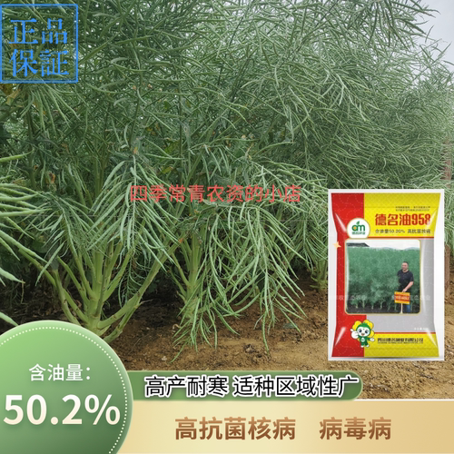 德名油958高抗菌核病病毒病高产杂交油菜种子油菜籽耐寒抗倒伏