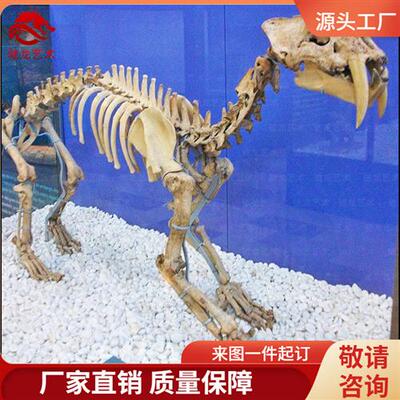 仿真剑齿虎骨架化石大型灭绝古生物骨头化石骨骼模型博物馆摆件