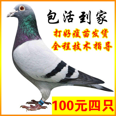 信鸽种鸽子活体鸽子活一对公母肉
