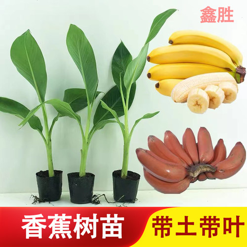 香蕉苗粉蕉红香蕉树苗当年结果