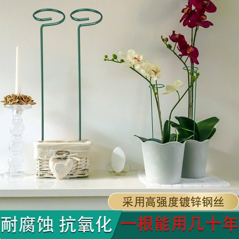 植物防倒伏支架铁艺吊兰支撑杆园艺固定架爬藤花卉朱顶红花架,鲜花速递/花卉仿真/绿植园艺,花架,淘宝优惠券,粉丝福利购,淘宝优惠卷