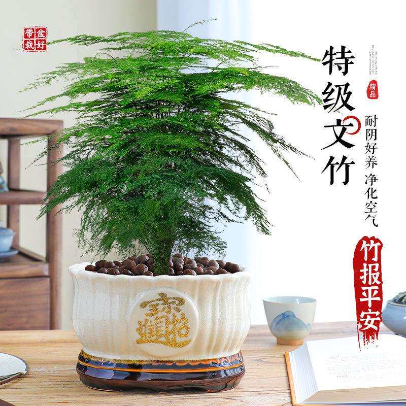 大盆文竹盆栽室内桌面绿植四季常青植物盆景净化客厅好养花卉