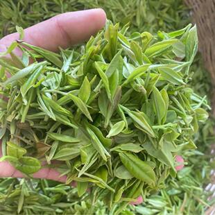 口粮茶2026信阳毛尖新茶雨前高山大叶茶手工茶板栗香耐泡绿茶500g