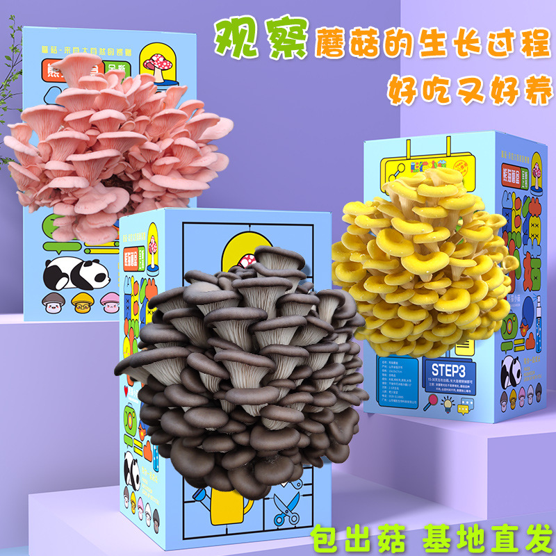 蘑菇种植菌包科学小实验室内学校家庭种植食用菌盆栽儿童益智玩具
