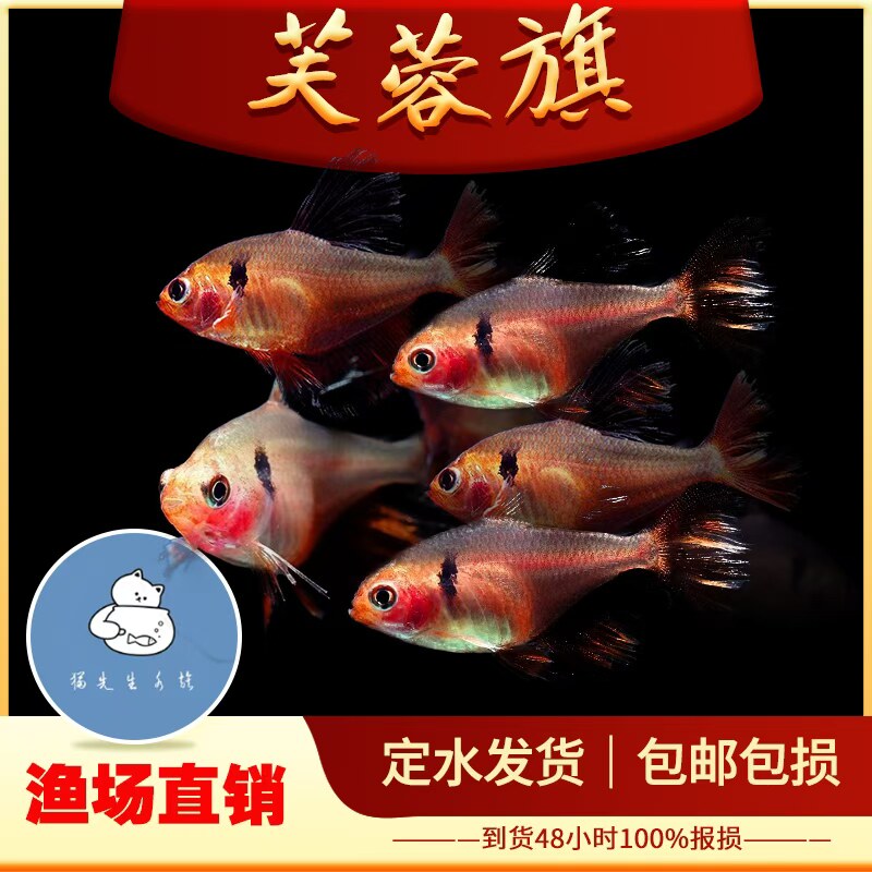 大帆芙蓉鳍扯旗鱼热带观赏鱼漂亮的小扯旗鱼灯鱼草缸鱼南美观赏鱼