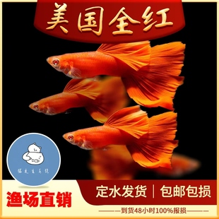 美国全红孔雀鱼红眼火炬小型观赏鱼孔雀鱼凤尾鱼孔雀胎生易繁殖鱼