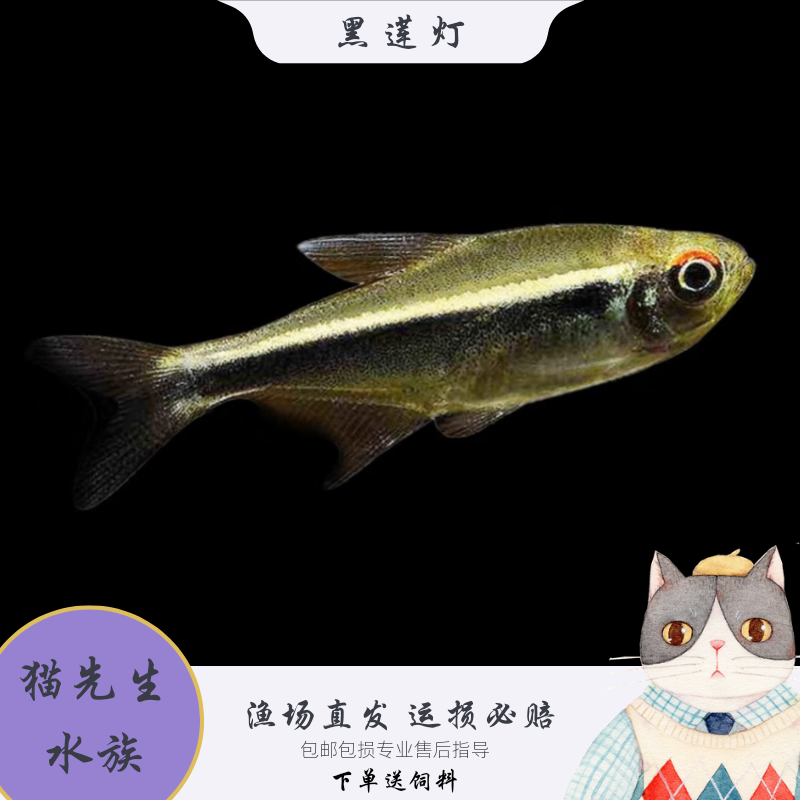 黑莲灯鱼黑灯管小型观赏鱼水草缸黑灯科活体淡水群游霓虹活体热带