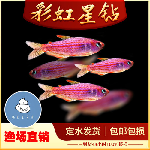 彩虹星钻观赏鱼淡水鱼星钻灯南美中高端灯鱼群游鱼热带鱼活体