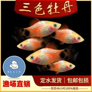 三色牡丹金米奇淡水观赏水草鱼缸新手闯缸月光红米奇小型鱼胎生鱼