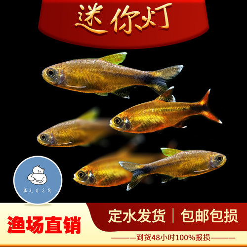 迷你灯鱼满天星鱼银尖观赏鱼淡水鱼中层灯科鱼小型鱼草缸群游活体