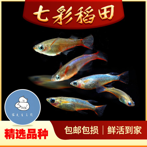 七彩稻田鱼观背七彩霓虹稻田鱼小型热带鱼淡水鱼观赏鱼梦幻鳉科鱼