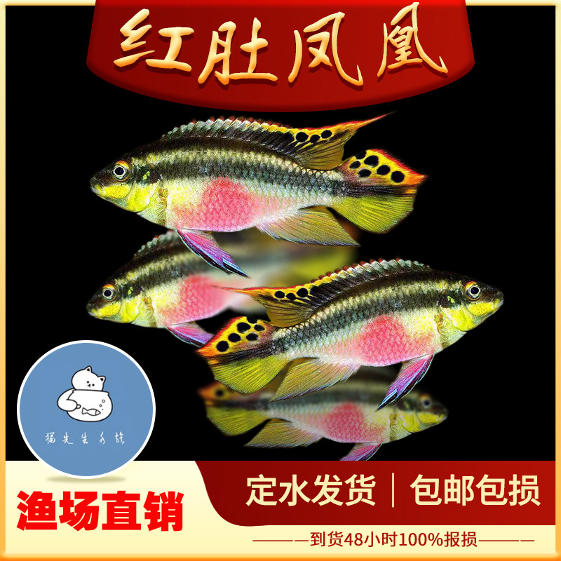 红肚凤凰鱼南美西非短鲷慈鲷鱼热带观赏鱼荷兰蓝肚红肚凤凰鱼活体