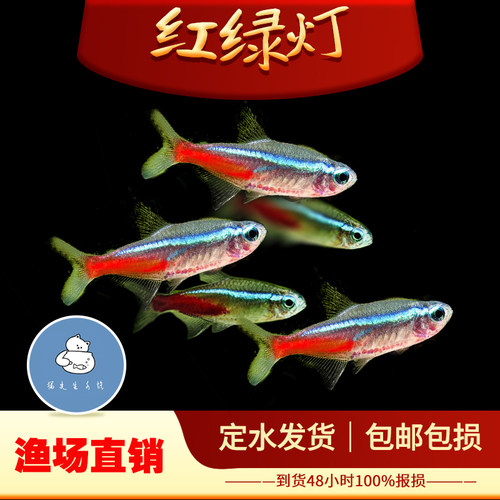 红绿灯鱼活体观赏鱼钻石灯小型灯科鱼宝莲灯鱼热带鱼观赏鱼群游鱼