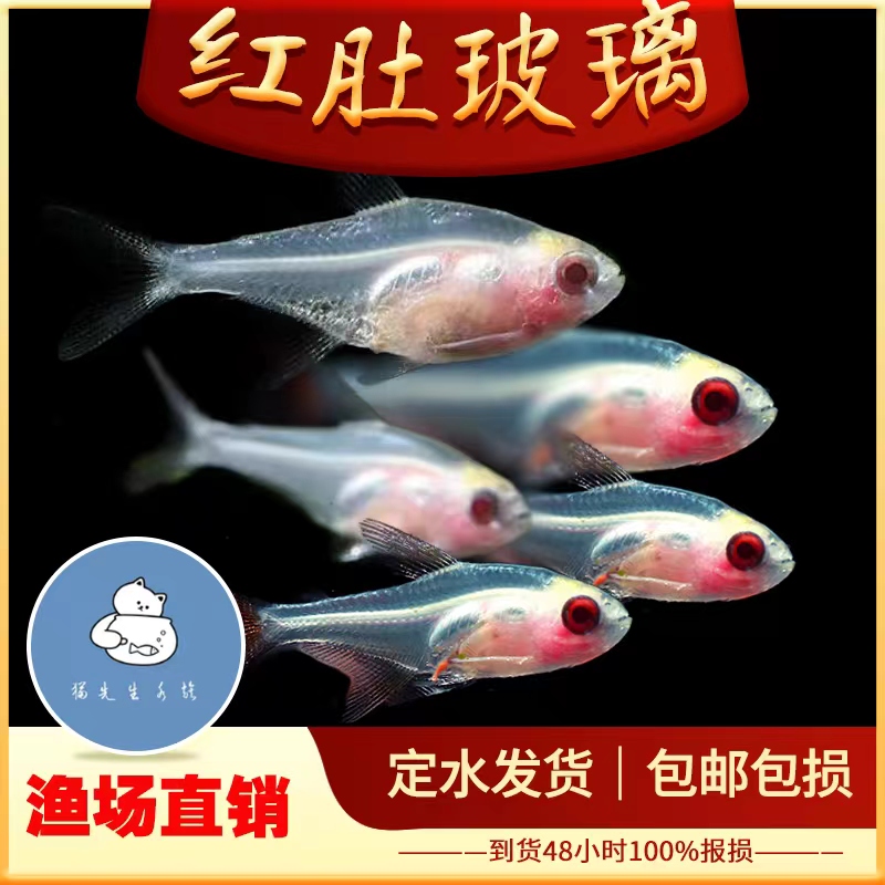红肚玻璃鱼活体透明鱼热带鱼观赏小型好养易活草缸淡水灯科群养鱼